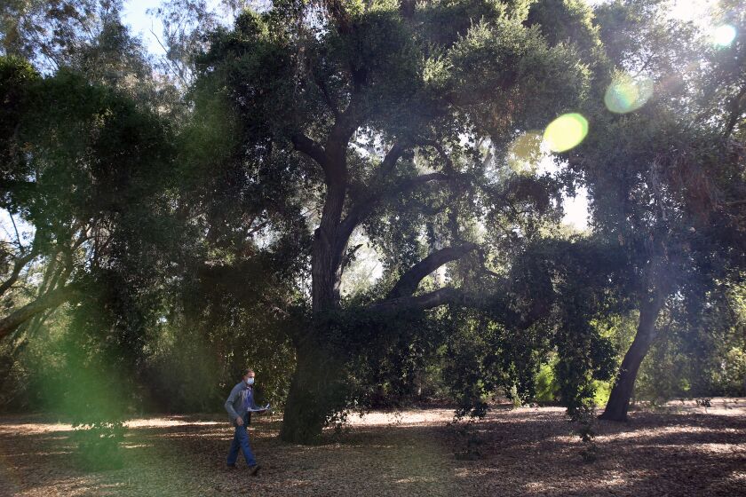 LOS ANGELES, - JANUARY 15: Jim Henrich, botanical garden curator, walks past a Coast live oak, a tree that has been growing since the 19th century and is the largest in diameter in the Australia section at the Los Angeles County Arboretum in Arcadia on Friday, Jan. 15, 2021 in Los Angeles, California. A rush to manage storm water forced communities propose cutting down hundreds of rare trees to create retention basins for urban runoff in the Australian section which would in turn loose about 20 percent of its trees. (Dania Maxwell / Los Angeles Times)