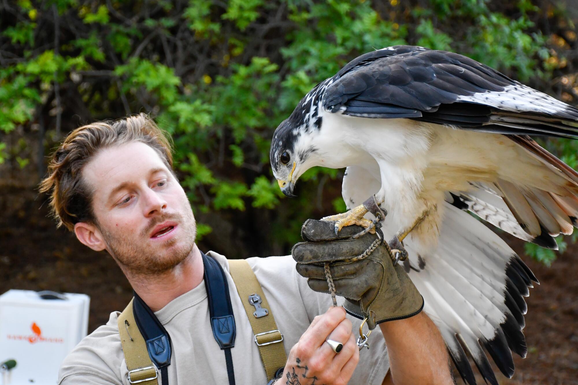 Adam Baz of Hawk in Hand offers a close-up with an African Augur Buzzard named Kanoni.