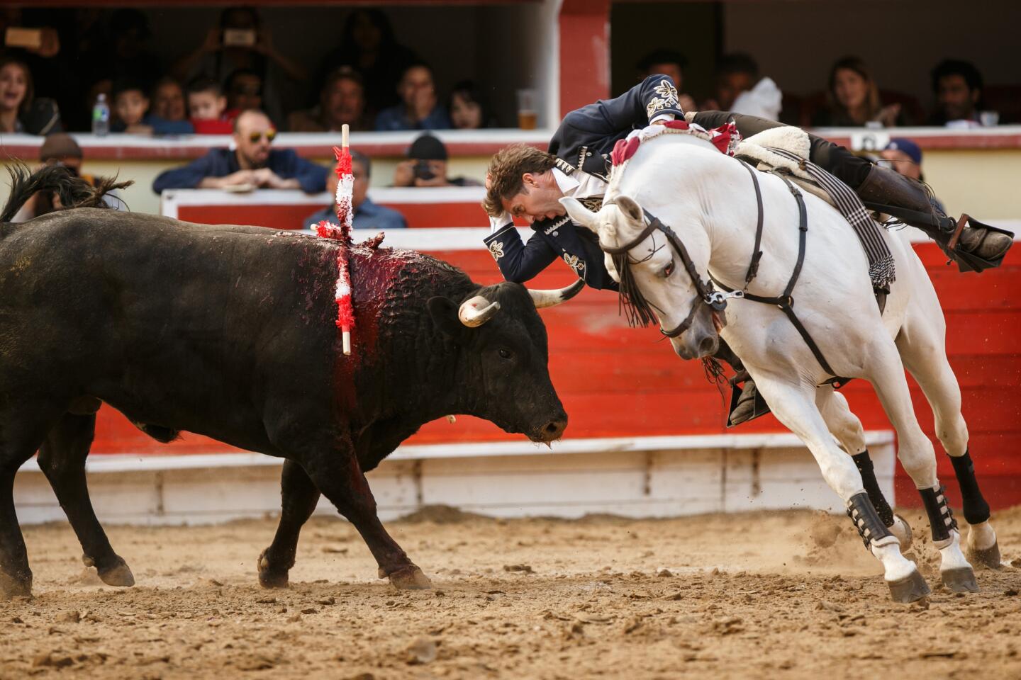Pablo Hermoso de Mendoza places his elbow on the head of a bull while circling it during a bullfight at Plaza de Toros Monumental de Tijuana on Sunday.