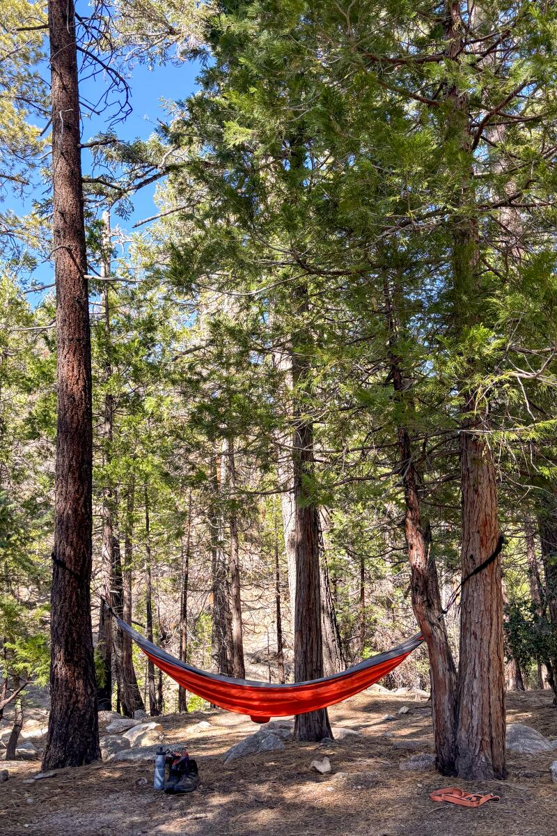 A red hammock strung among tall trees