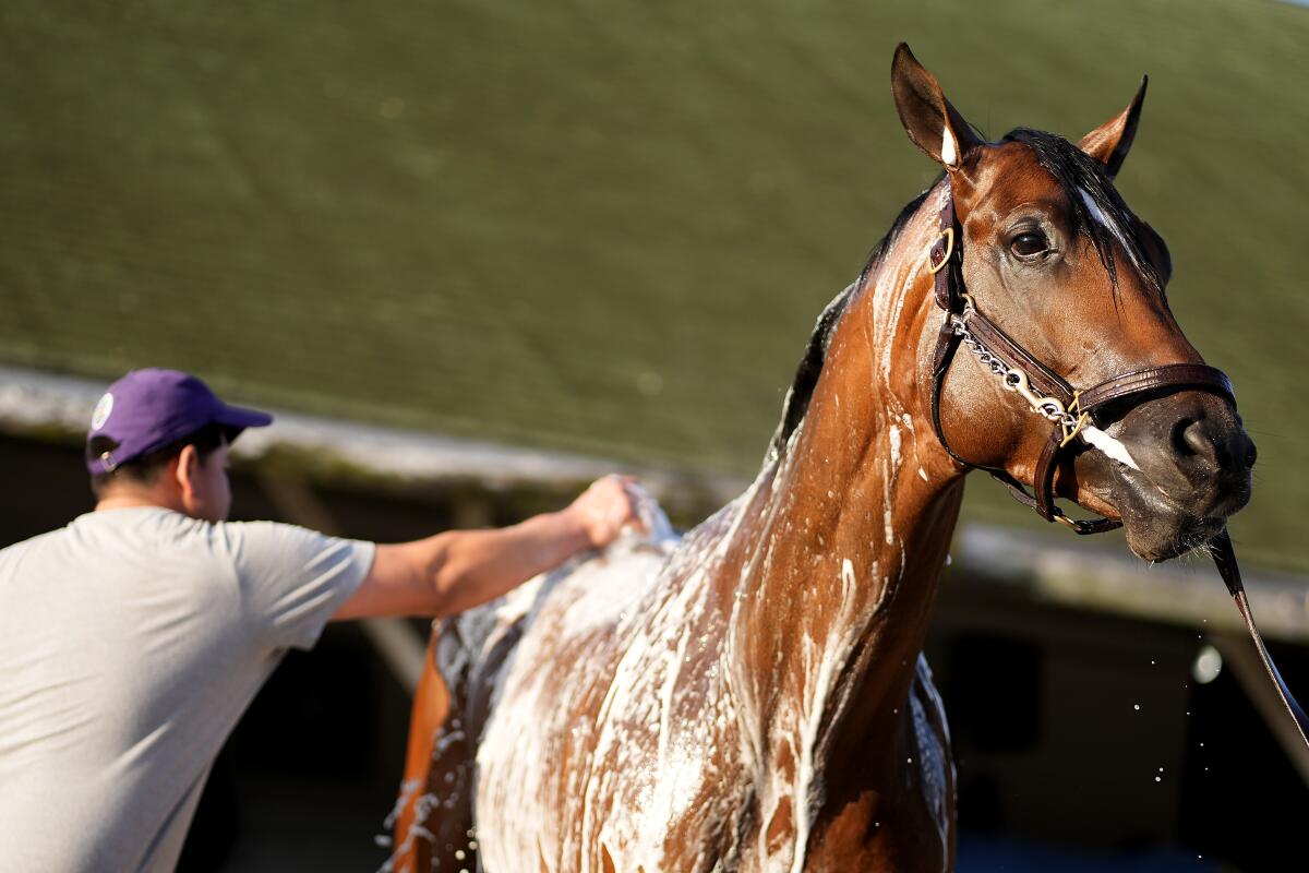 Kentucky Derby hopeful Track Phantom gets a bath after a workout at Churchill Downs on Wednesday.