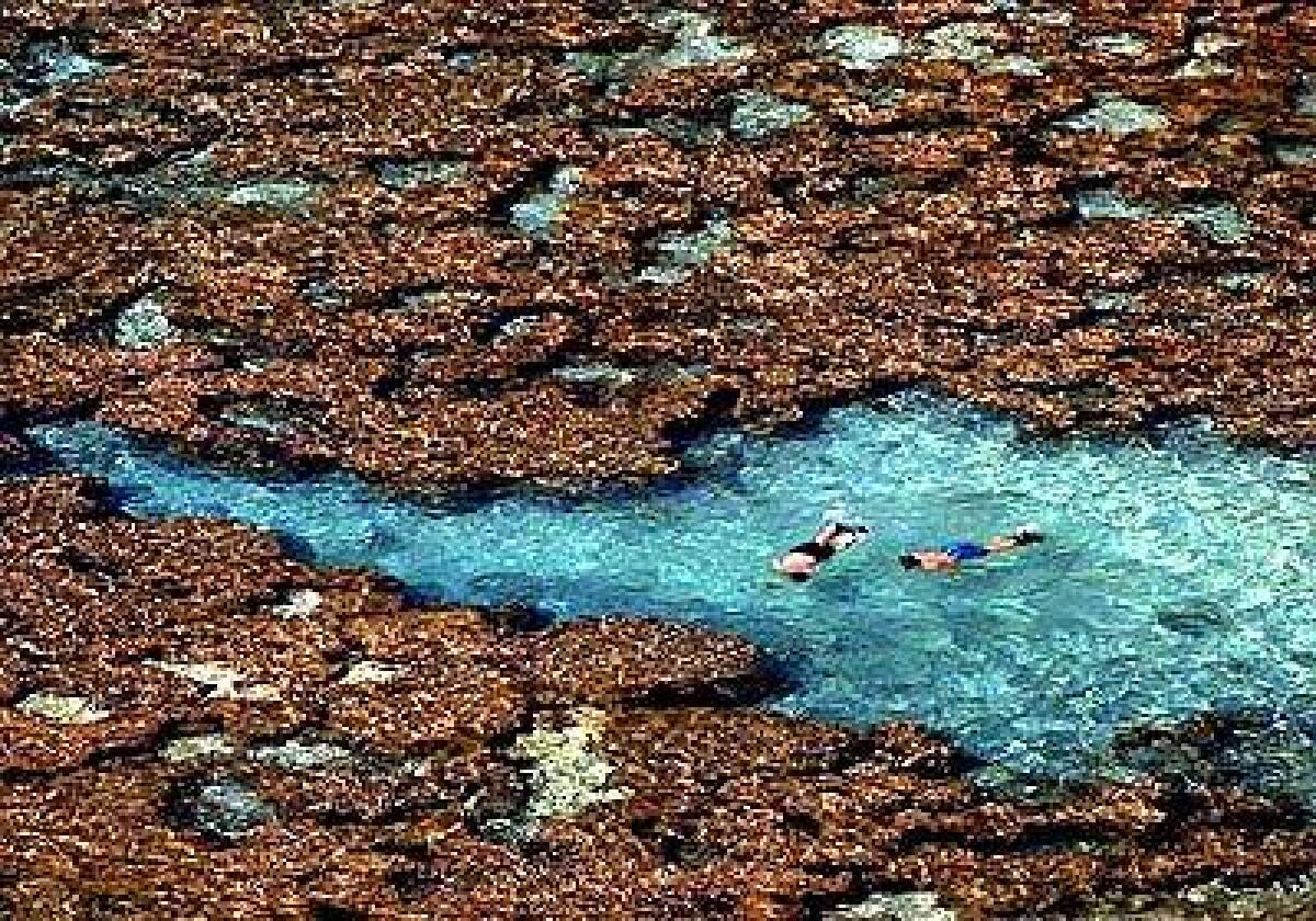 Before visitors are allowed into Hanauma Bay State Beach Park, they must watch a film on its ecology.