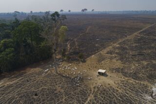 FILE - Cattle graze on land recently burned and deforested by cattle farmers near Novo Progresso, Para state, Brazil, on Aug. 23, 2020. The Amazon region has lost 10% of its native vegetation, mostly tropical rainforest, in almost four decades, an area roughly the size of Texas, a new report released Dec. 2, 2022, says. (AP Photo/Andre Penner, File)