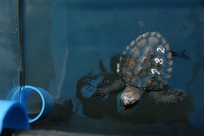 A turtle hatchling at the Turtle Conservation Centre at the Two Oceans Aquarium in Cape Town, South Africa, Tuesday, April 23, 2024. The aquarium is stretched beyond capacity after more than 500 baby sea turtles were washed onto beaches by a rare and powerful storm and rescued by members of the public. (AP Photo/Nardus Engelbrecht)