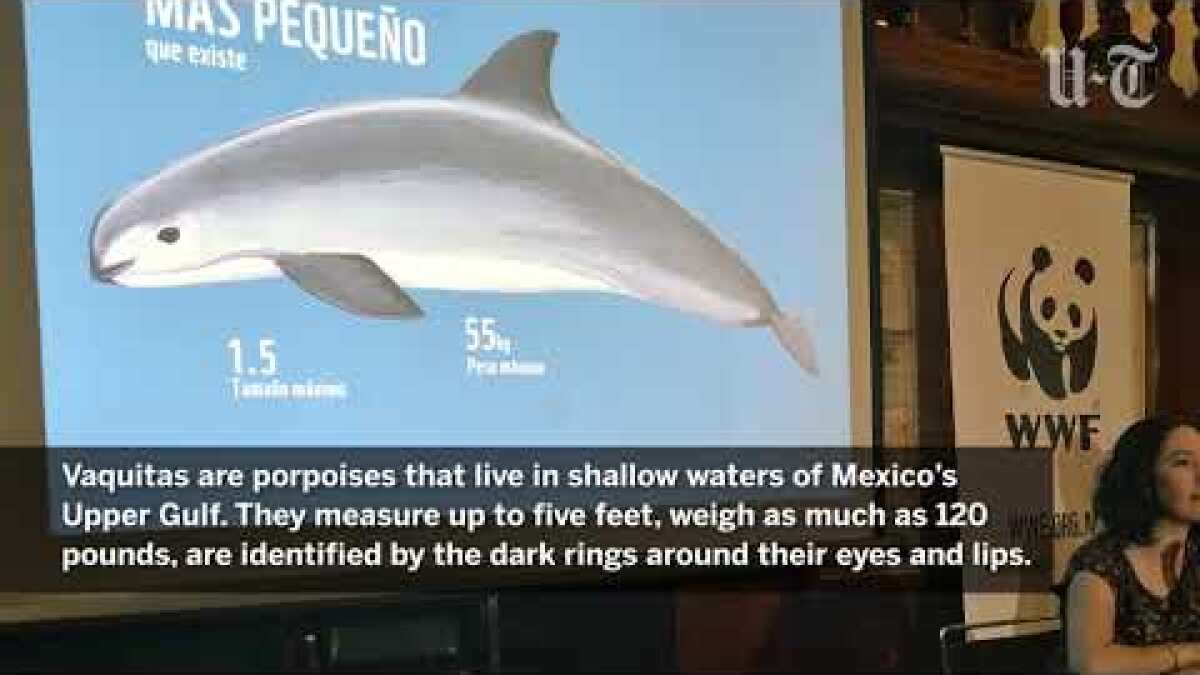 A bold, desperate push to save Mexico's vaquita porpoise ...