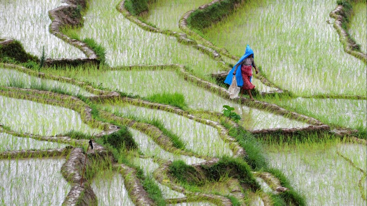 Agriculture, including growing rice in flooded fields, is one of the biggest sources of human-caused methane emissions.