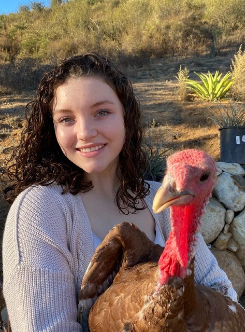 Turkeys Engage In Fowl Play Ahead Of Thanksgiving Ramona Sentinel Turkeys Engage In Fowl Play Ahead Of Thanksgiving Ramona Sentinel