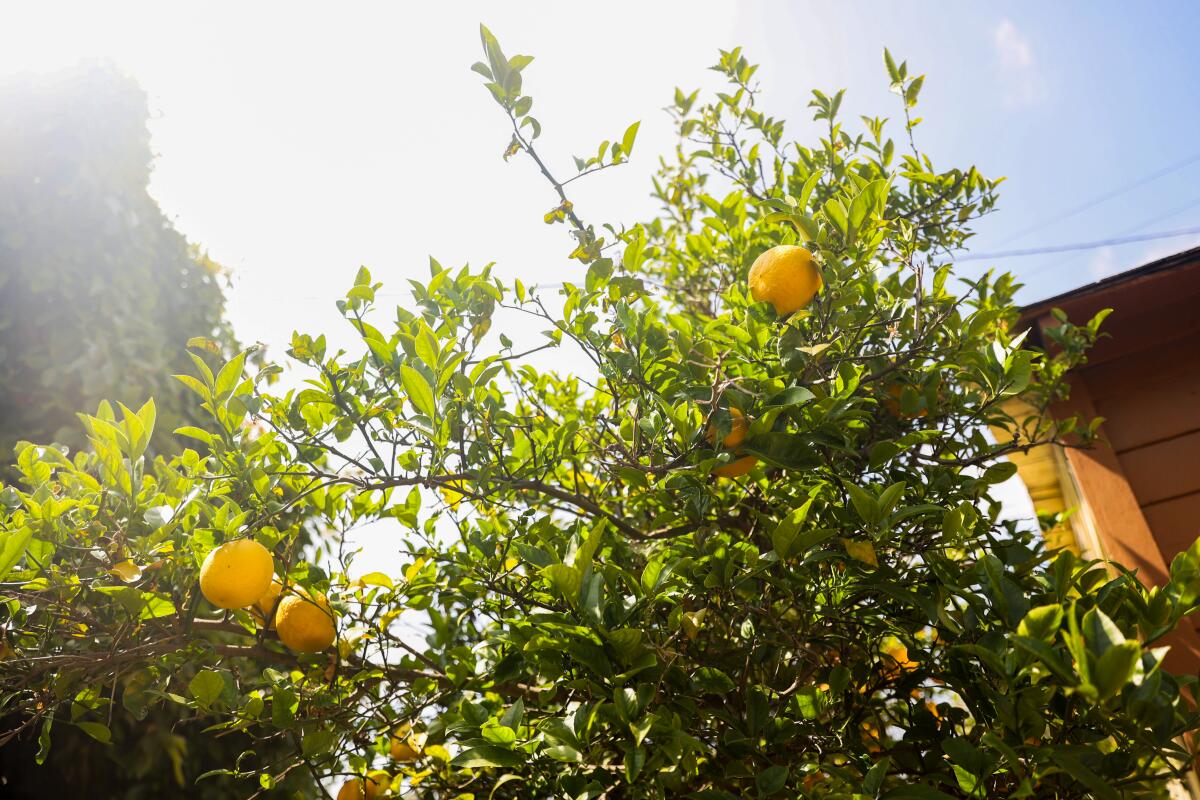 Lemons grow on a tree with a house roofline in the back.