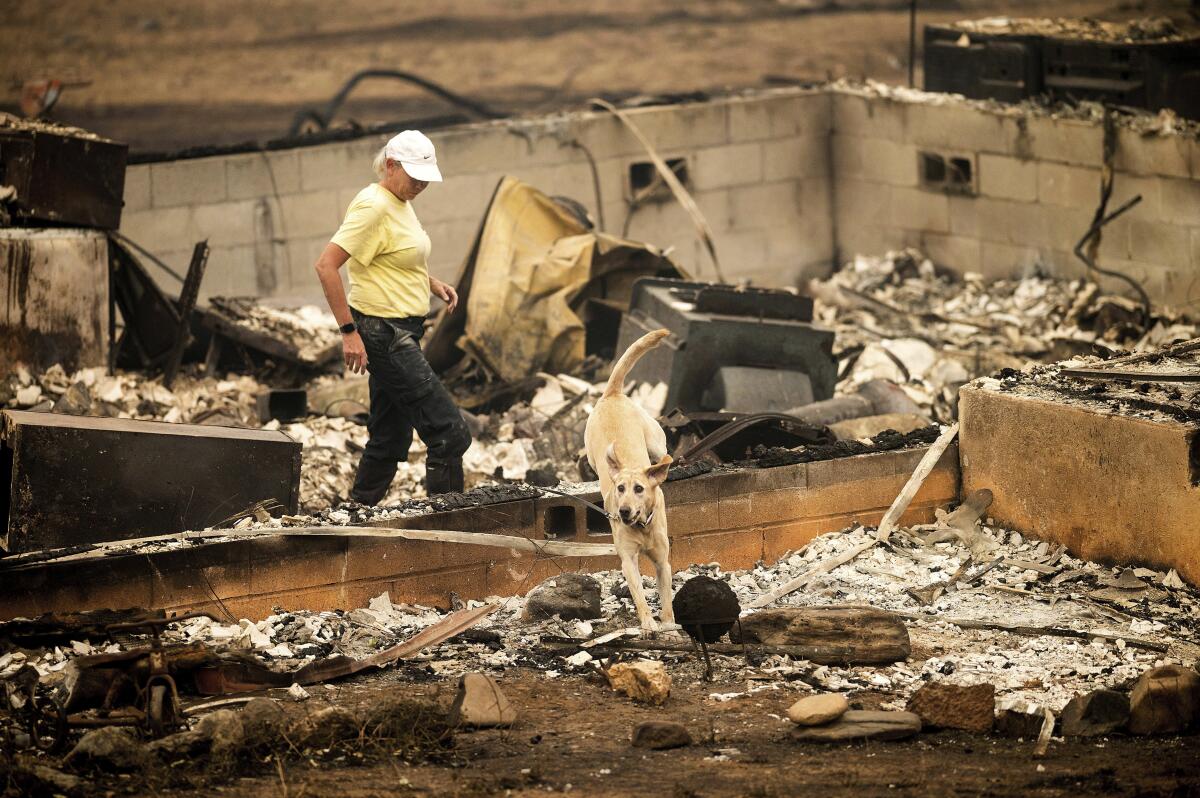 Un perro de rescate sale de una casa destruida por el Incendio McKinney el lunes 1 de agosto de 2022,