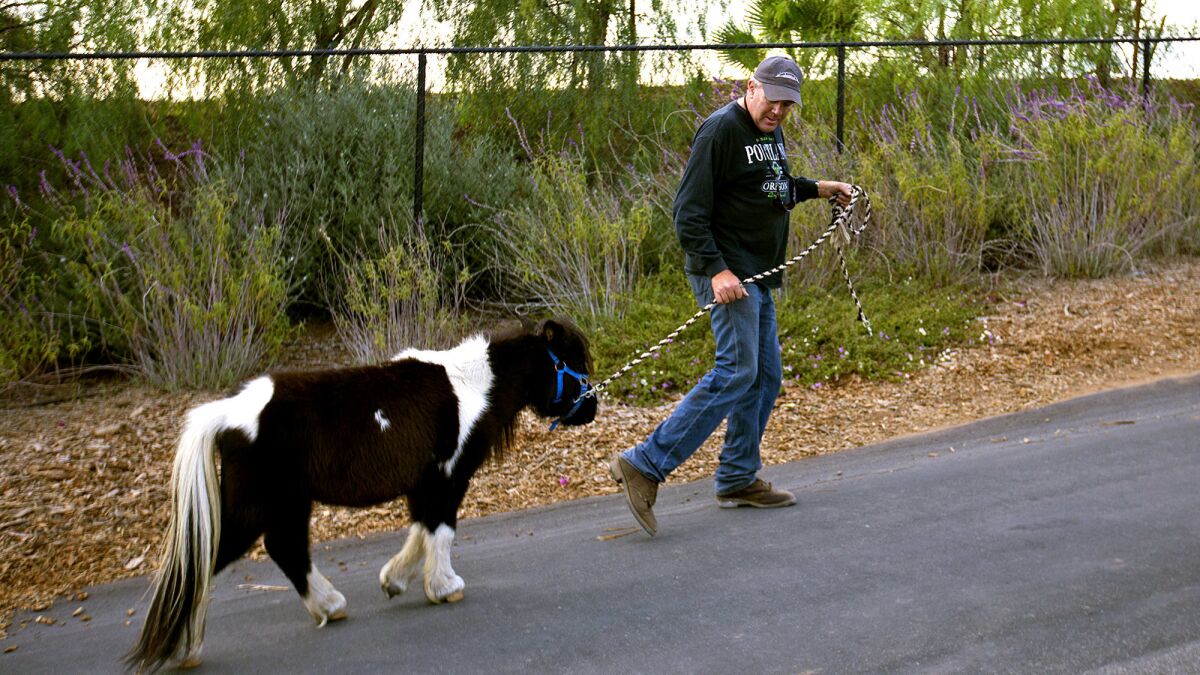 Tom Marshall walks a lost pony to his property in Bonsall, Calif., on Saturday.