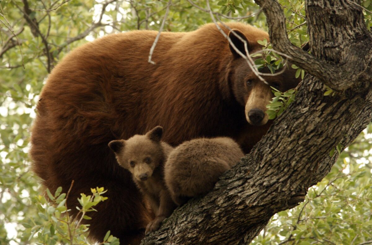 A mother black bear and her two cubs settle in a tree above Keith Miller's home in Altadena. The bear seemed very familiar with the neighborhood, said Miller's wife, Judy. "That bear's been here before."