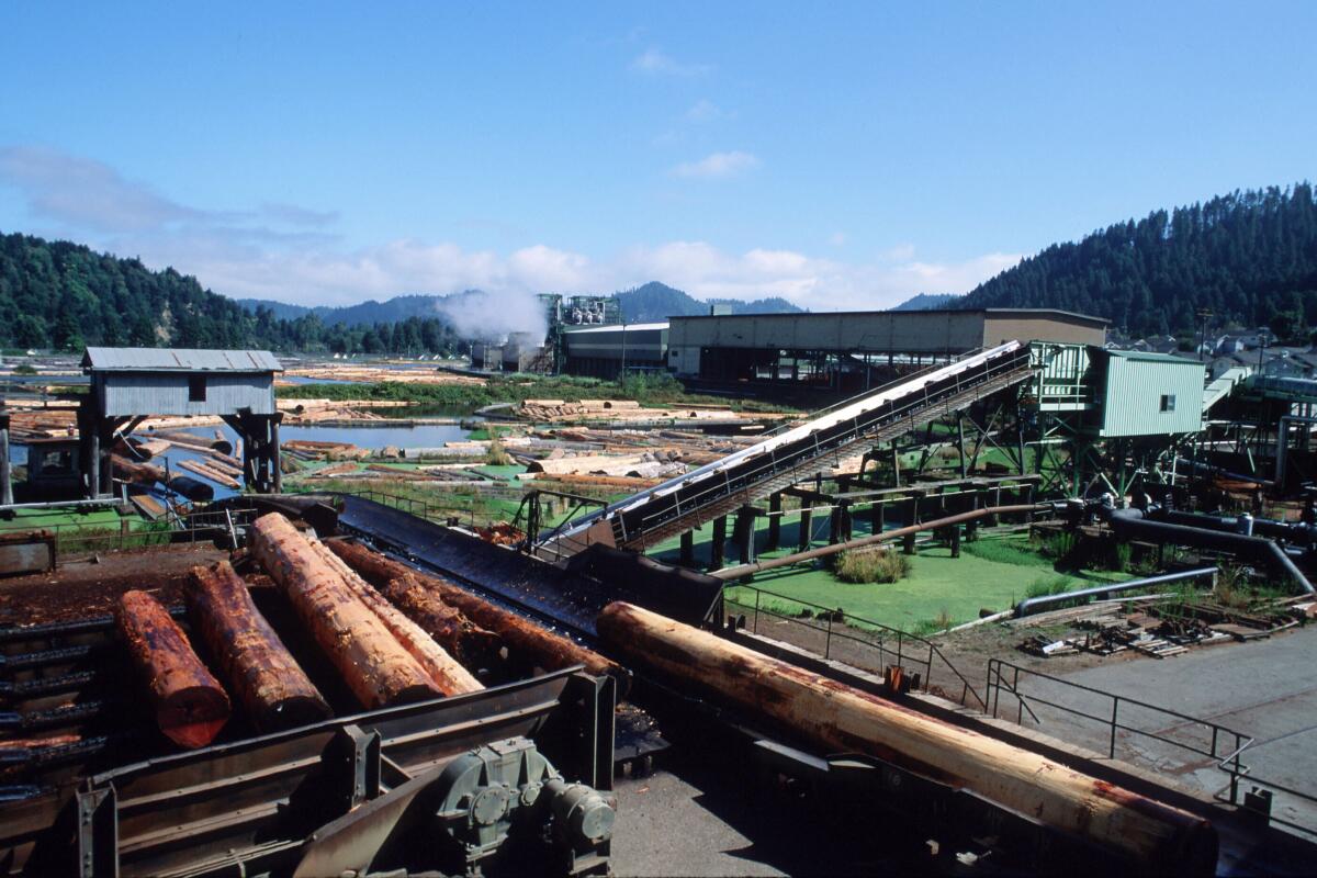 Redwood logs are processed by the Pacific Lumber Company in 1995 in Scotia, CA.
