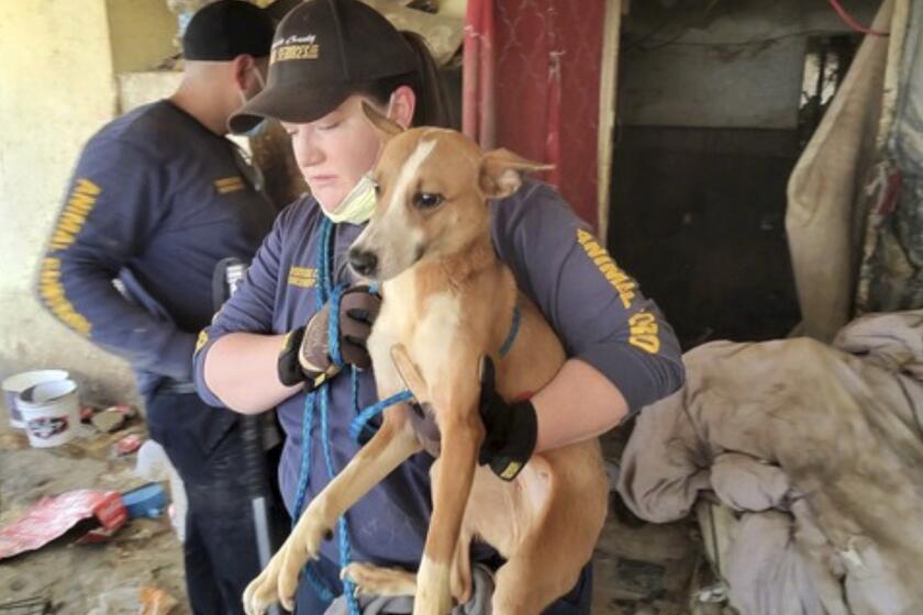 Animal service officials raided a hoarder house in Riverside County where over 40 dogs were discovered inside on July 11, 2024. (Riverside County Animal Services)