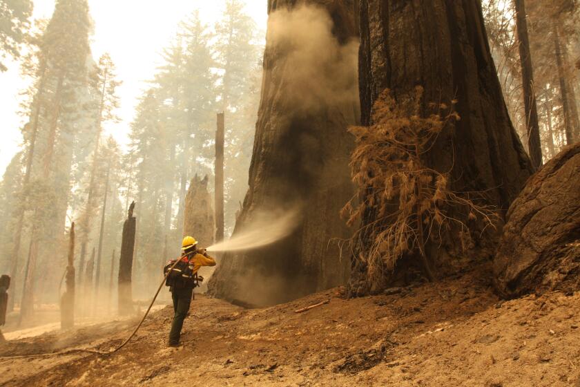 Lindsay Freitag sprays water on giants sequoias in the Trail of 100 Giants to extinguish heat in the massive trees.