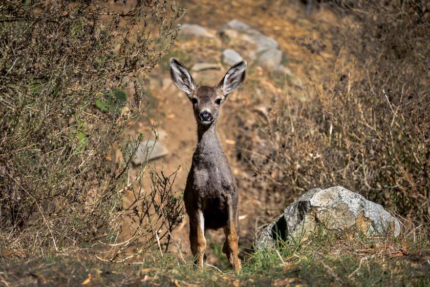 Catalina Island, CA - October 31: A mule deer fawn watches it's mother drink water at a feral cat feeding station behind the Descanso Beach Club in Avalon, Catalina Island Tuesday, Oct. 31, 2023. Catalina Island residents formed Coalition Against the Slaughter of Catalina Deer and are trying to stop the Catalina Island Conservancy from proceeding with a plan to have all 2,000 mule deer on the island shot and killed. These residents believe there are other less violent ways to deal with the deer such as culling herds, and sterilization. (Allen J. Schaben / Los Angeles Times)