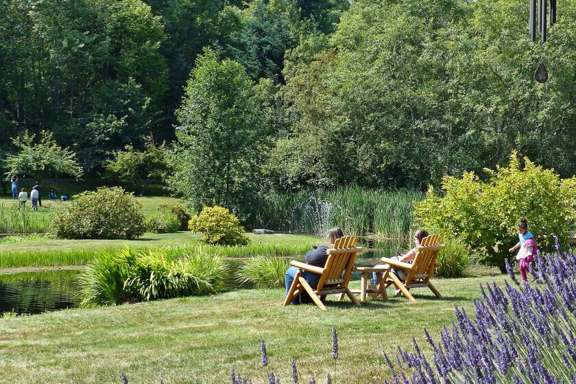 At Nelson's Duckpond & Lavender Farm, it's easy to unwind out back by the water during the Lavender Festival held annually each July.