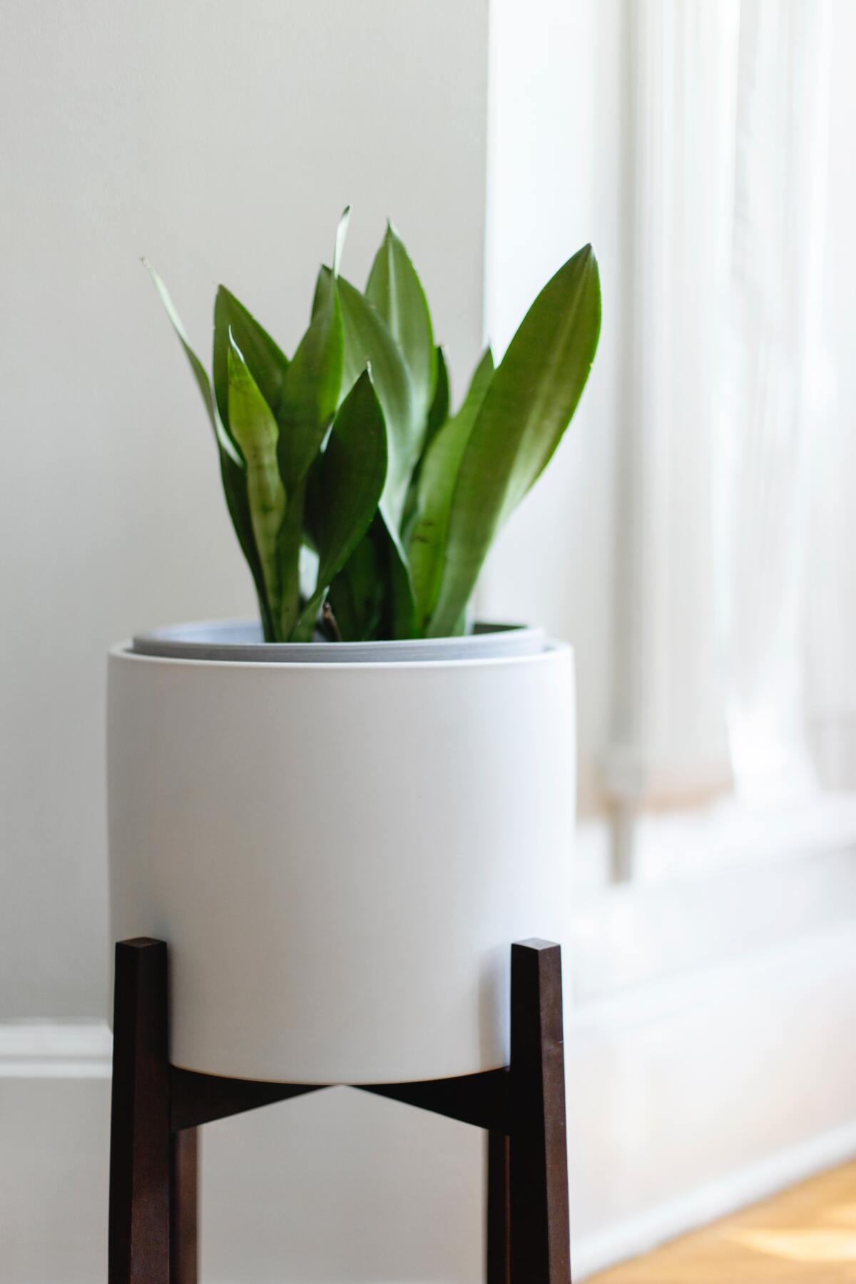 Snake plant.