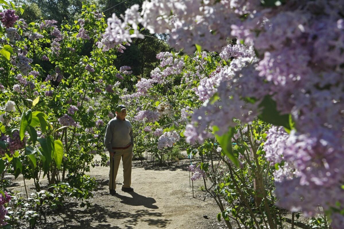 In the 2010 photo, lilac curator Rudy Schaffer strolls through lilacs in bloom at Descanso Gardens.