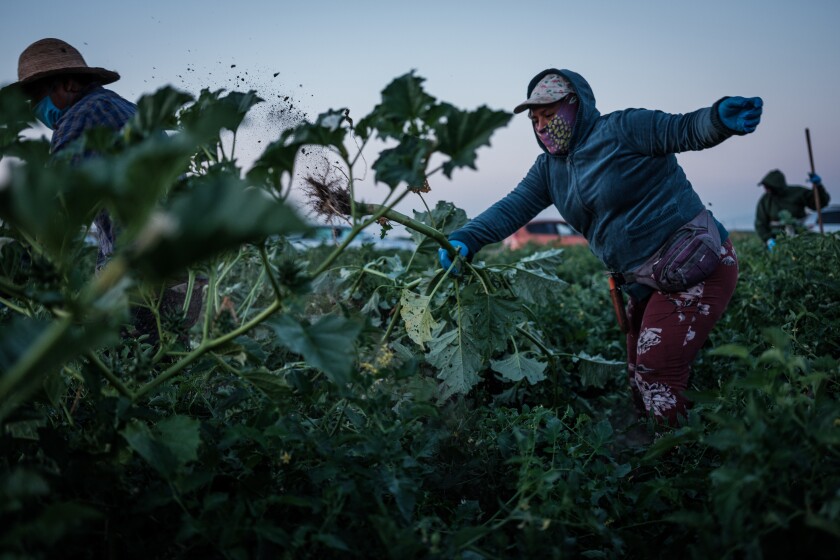 Farmworkers weed a tomato field in French Camp, Calif.
