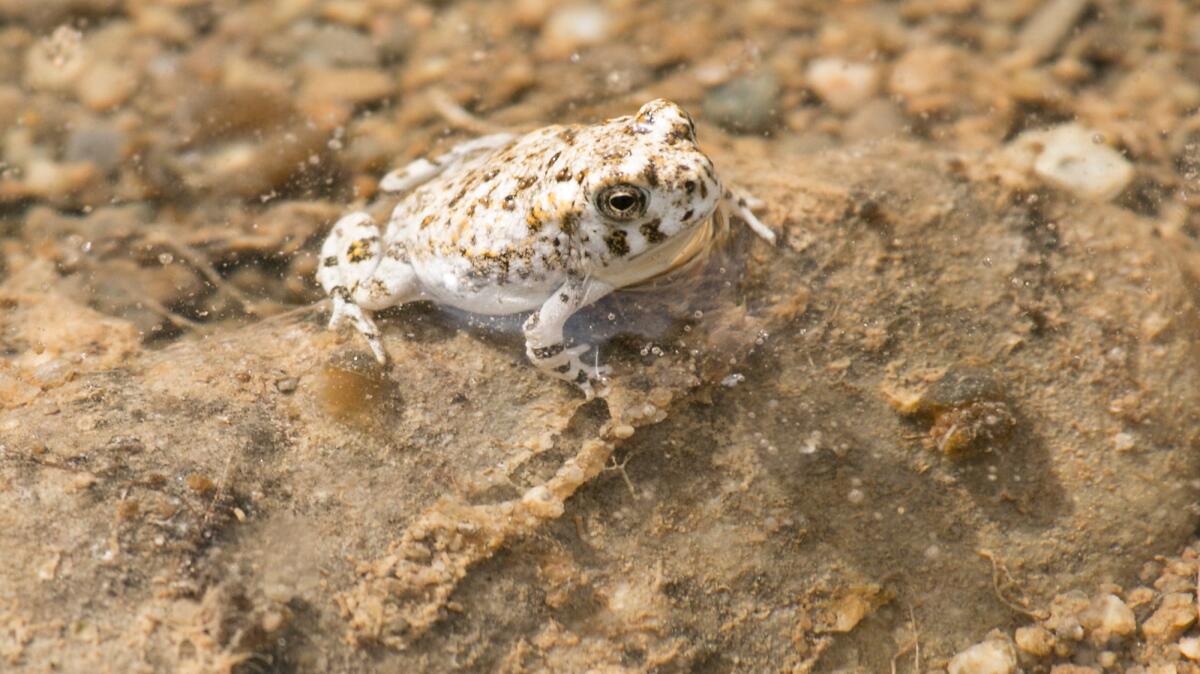 Arroyo toad