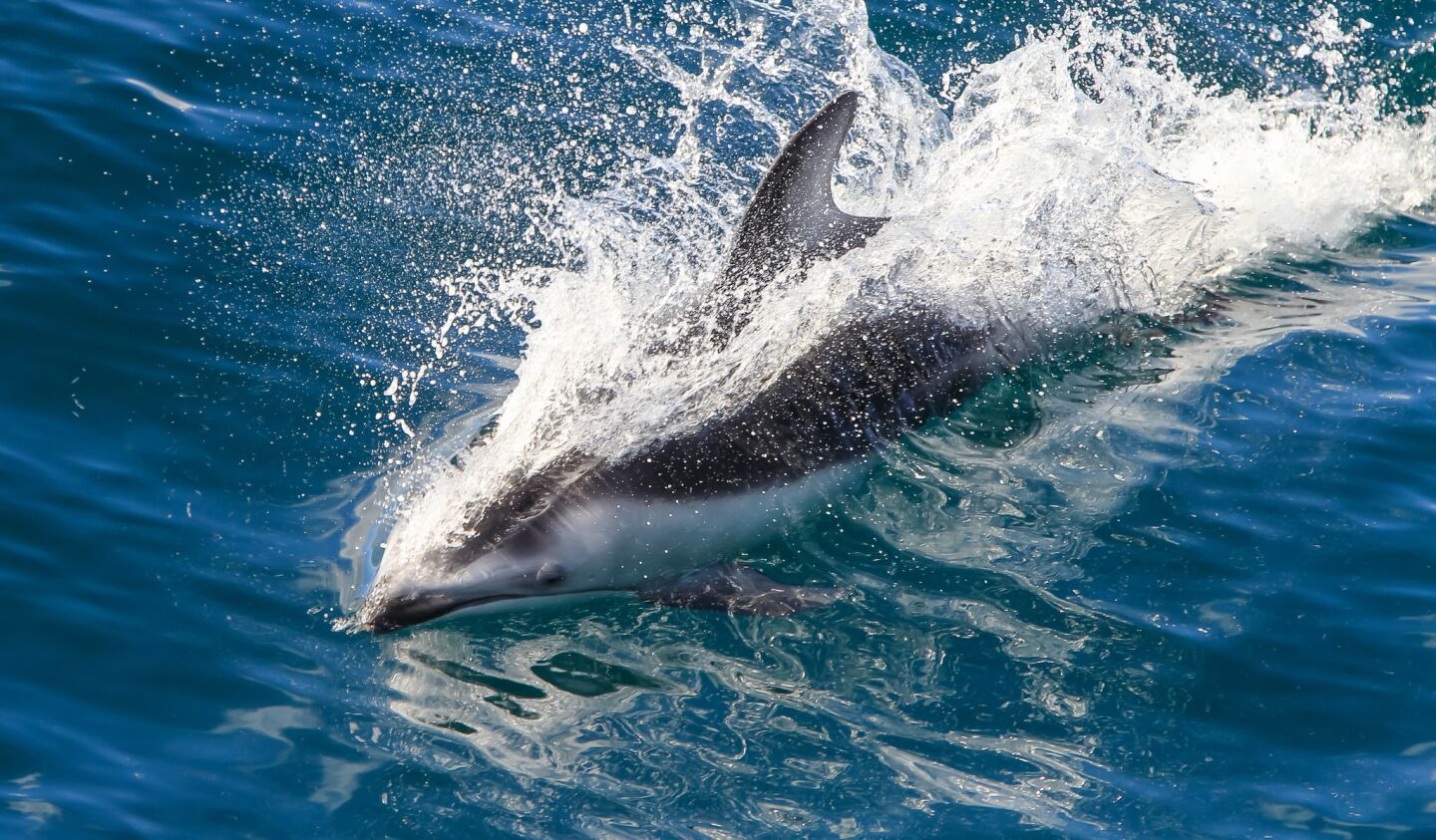 A Pacific white-sided dolphin riding the surfaces.