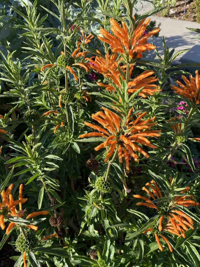 Lion’s tail looks like a Dr. Seuss plant with tall, deep orange stalks of strange tubular flowers that are popular with hummingbirds. (Jeanette Marantos / Los Angeles Times)