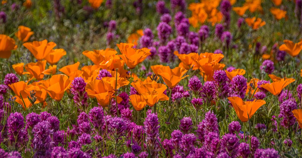 This sizzling, dry climate may spell doom for a 2026 superbloom This sizzling, dry climate may spell doom for a 2026 superbloom