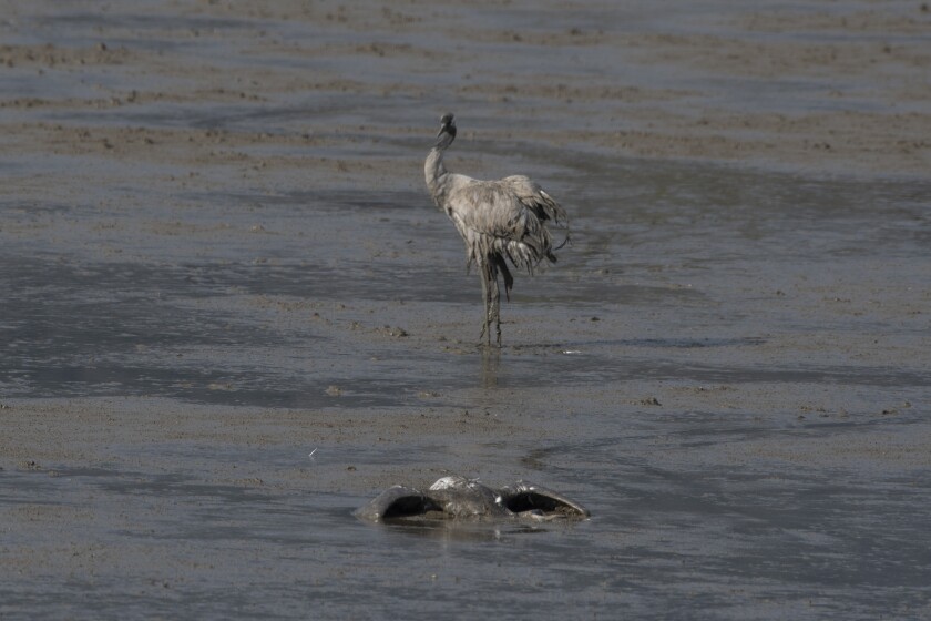 A dead crane lies on the ground at the Hula Lake conservation area in northern Israel, Saturday, Dec. 25, 2021. Bird flu has killed thousands of migratory cranes and threatens other animals in northern Israel amid what authorities say is the deadliest wildlife disaster in the nation's history. (Ayal Margolin/JINIPIX via AP)