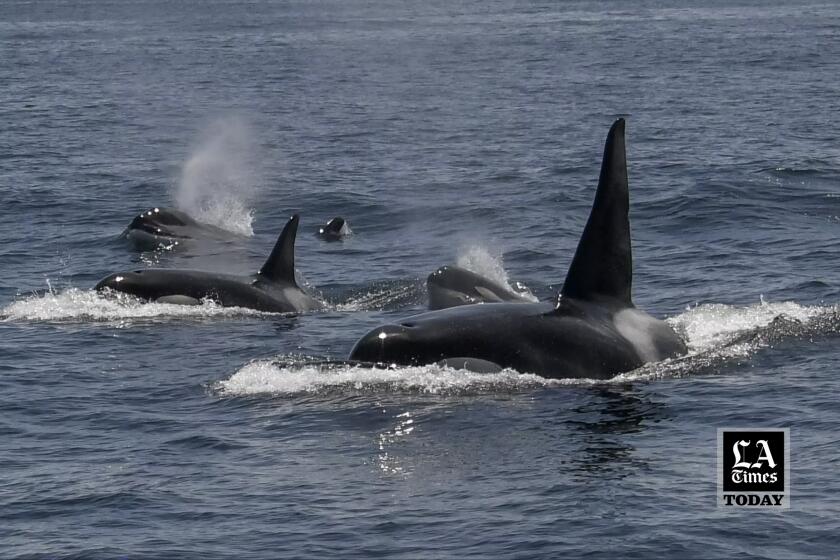 LA Times Today: Researchers propose two new killer whale species