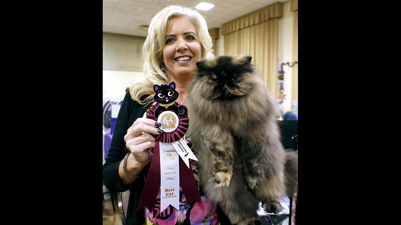 Photo Gallery: The Poinsettia City Cat Club & Abyssinian Breeders International Cats & Halloween Hats