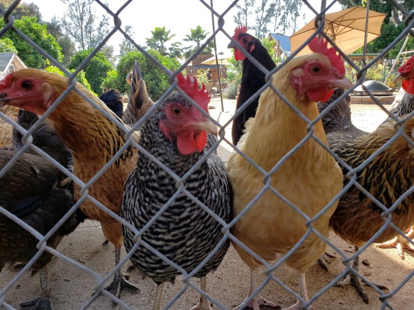 Backyard chickens like these living in El Cajon will be allowed in more places in La Mesa.