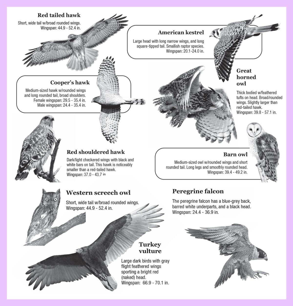 Garter Bird Name Meaning & Info - Drlogy