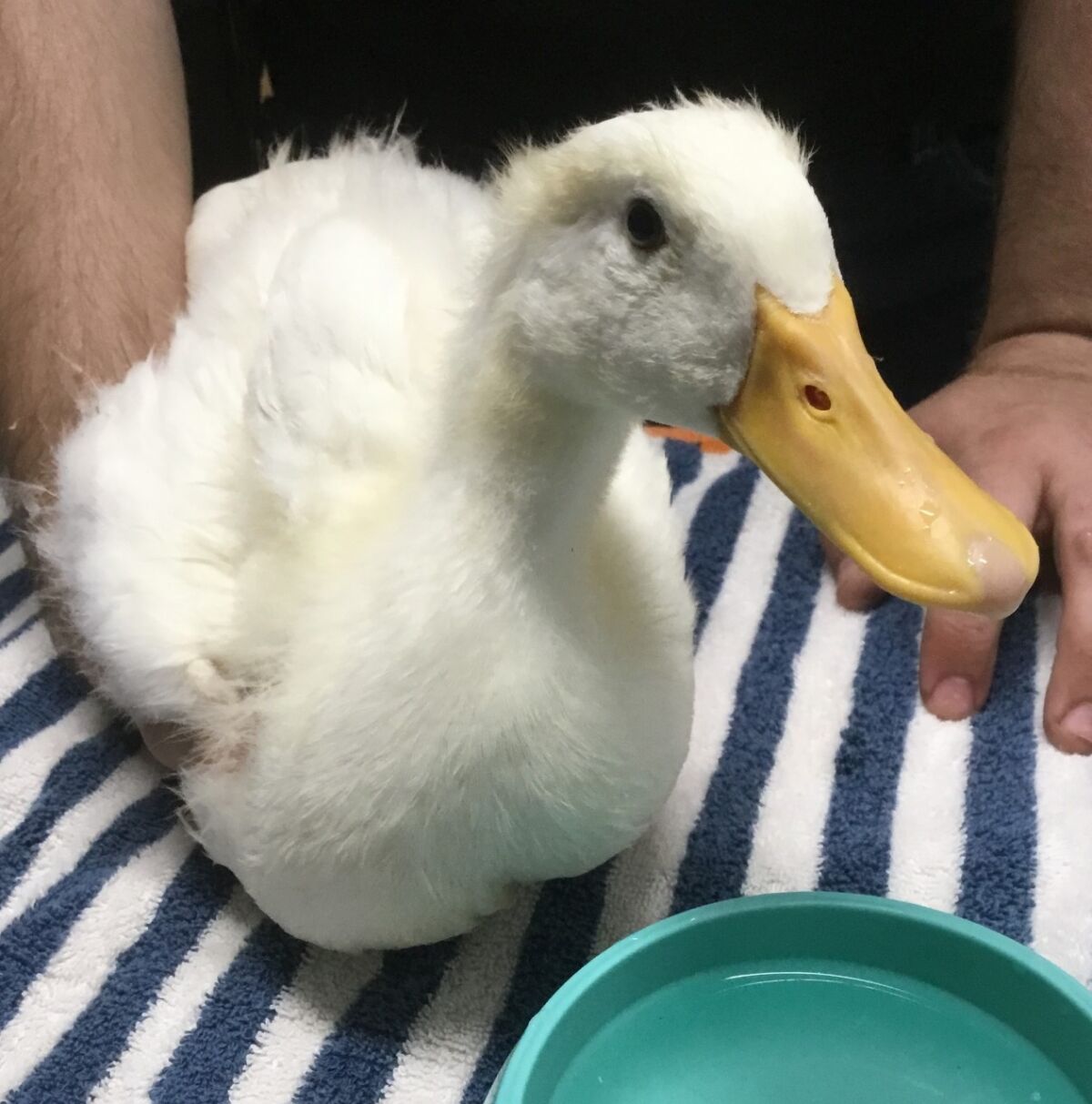 Pet of the week is a Duck named Boogie at San Diego Humane Society.