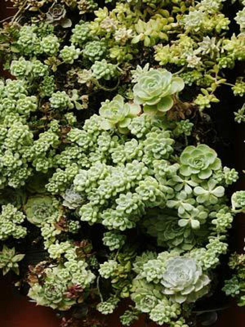 Sedums A Low Water Grass Alternative That Can Cover Lots Of Ground Los Angeles Times