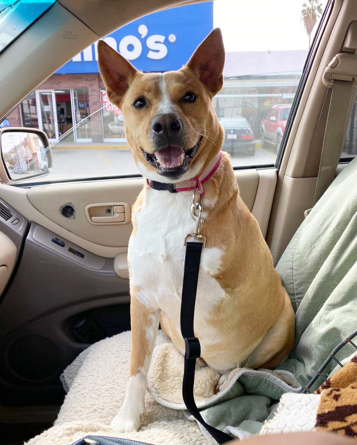 This three-legged dog has been named Betty, in memory of Betty White. She was recently taken in by Second Chance Dog Rescue.