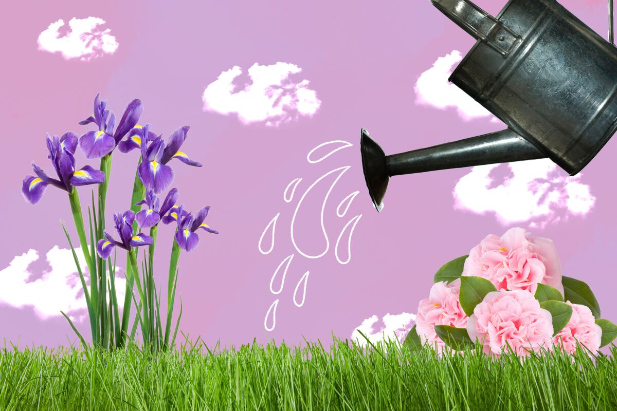 An illustration of pink roses, irises and a watering can on a mauve backdrop