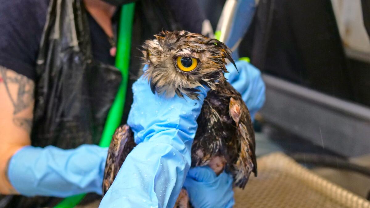 The rescue of a great horned owl by the Wetlands and Wildlife Care Center depleted the center's stockpile of dish soap.