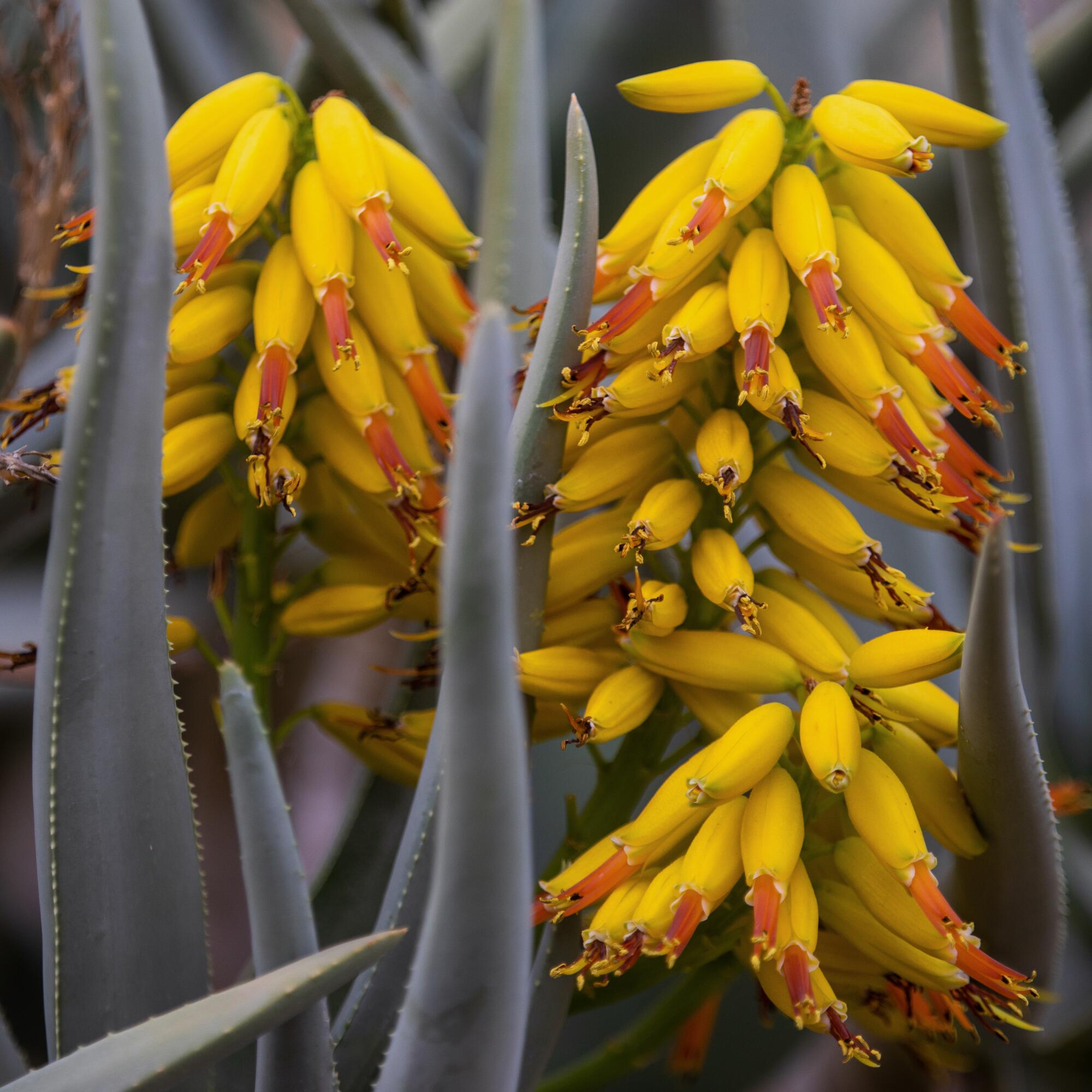 Yellow clusters of a succulent's flowers among its gray spiky leaves
