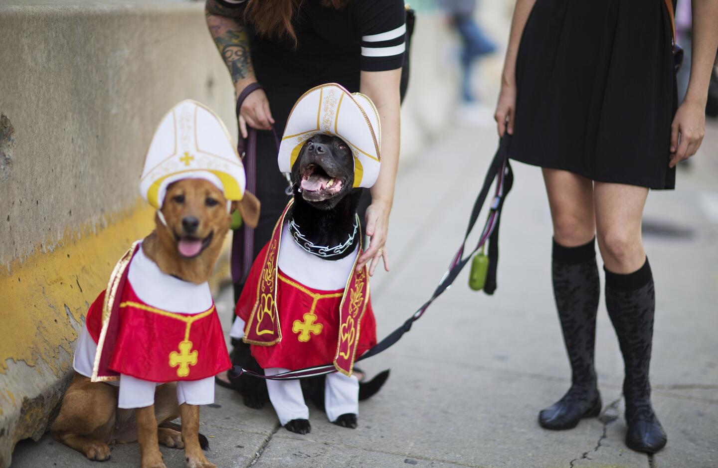 Bellatrix, right, has her costume adjusted by owner Ashley Spann while posing for photos for pedestrians with Addie, left, and owner Emily Mariani, right, outside the Pennsylvania Convention Center, host of the World Meeting of Families conference Sept. 25, 2015, in Philadelphia.