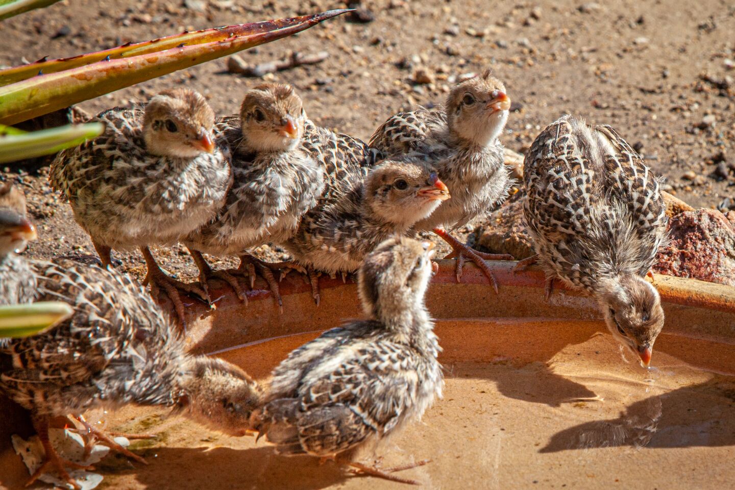 quail chicks.jpg
