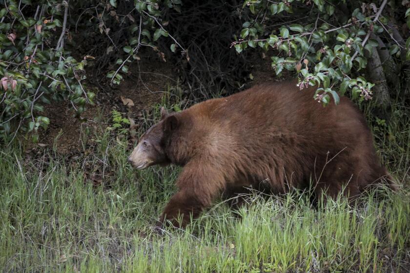 ARCADIA, CA - MARCH 25, 2020 - A black bear wanders along Canyon Road on Wednesday March 25, 2020 in Arcadia. (Irfan Khan / Los Angeles Times)