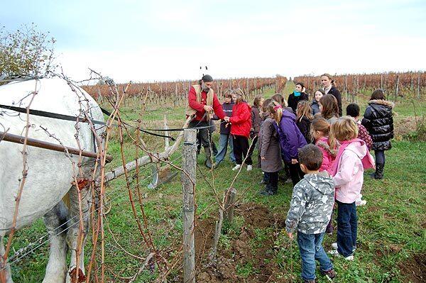 Learning about making wine