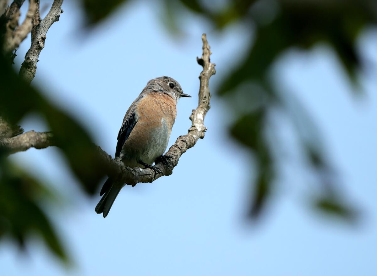 A Western bluebird hunts for bugs at Fairview Park in Costa Mesa, Sept. 16, 2020.