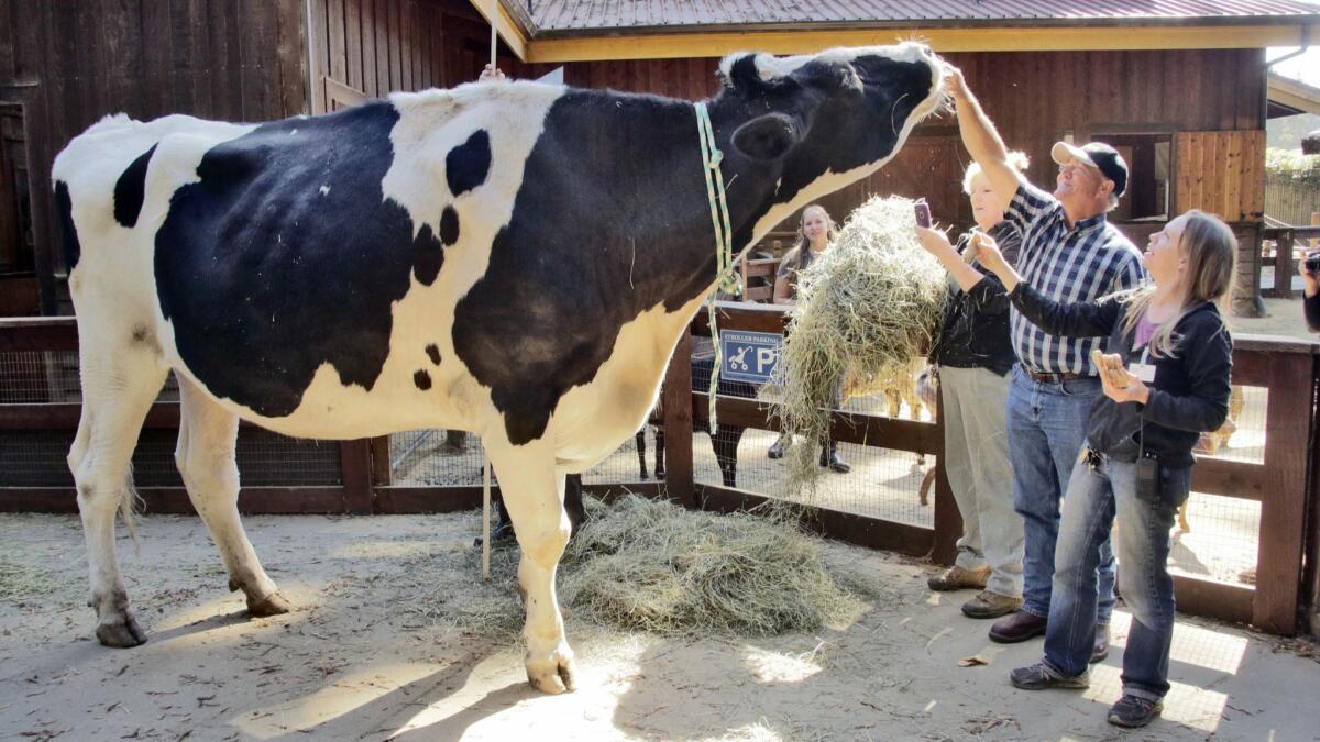 Owner Ken Farley and animal care supervisor Amanda Auston, right, tend to Danniel, a giant Holstein steer, at the Sequoia Park Zoo in Eureka, Calif., in 2016.