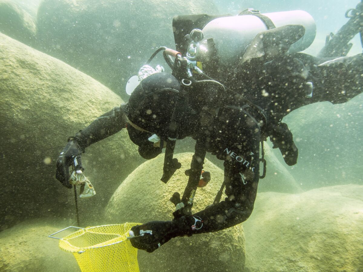 This photo provided by Clean Up The Lake shows a scuba diver beneath the surface of Lake Tahoe, cleaning up trash on Friday, May 14, 2021. A team of scuba divers on Friday completed the first dive of a massive, six-month effort to rid the popular Lake Tahoe of fishing rods, tires, aluminum cans, beer bottles and other trash accumulating underwater. (Clean Up The Lake via AP)