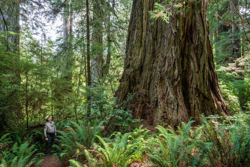 Grove of Titans contains some of the largest coast redwoods. (Max Forster / Save the Redwoods League)