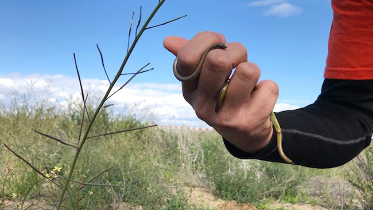 U.S. Geological Survey ecologist Adam Backlin holds two legless lizards found at the LAX Dunes Preserve between the airport and the Pacific Ocean.
