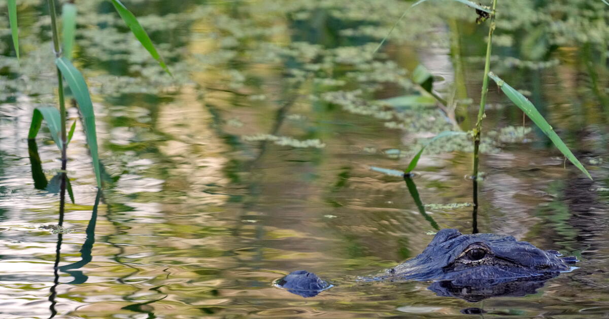 Fisherman, 71, Attacked And Killed By 12-foot Alligator Alongside Florida Lake - Beritaja Fisherman, 71, Attacked And Killed By 12-foot Alligator Alongside Florida Lake - Beritaja