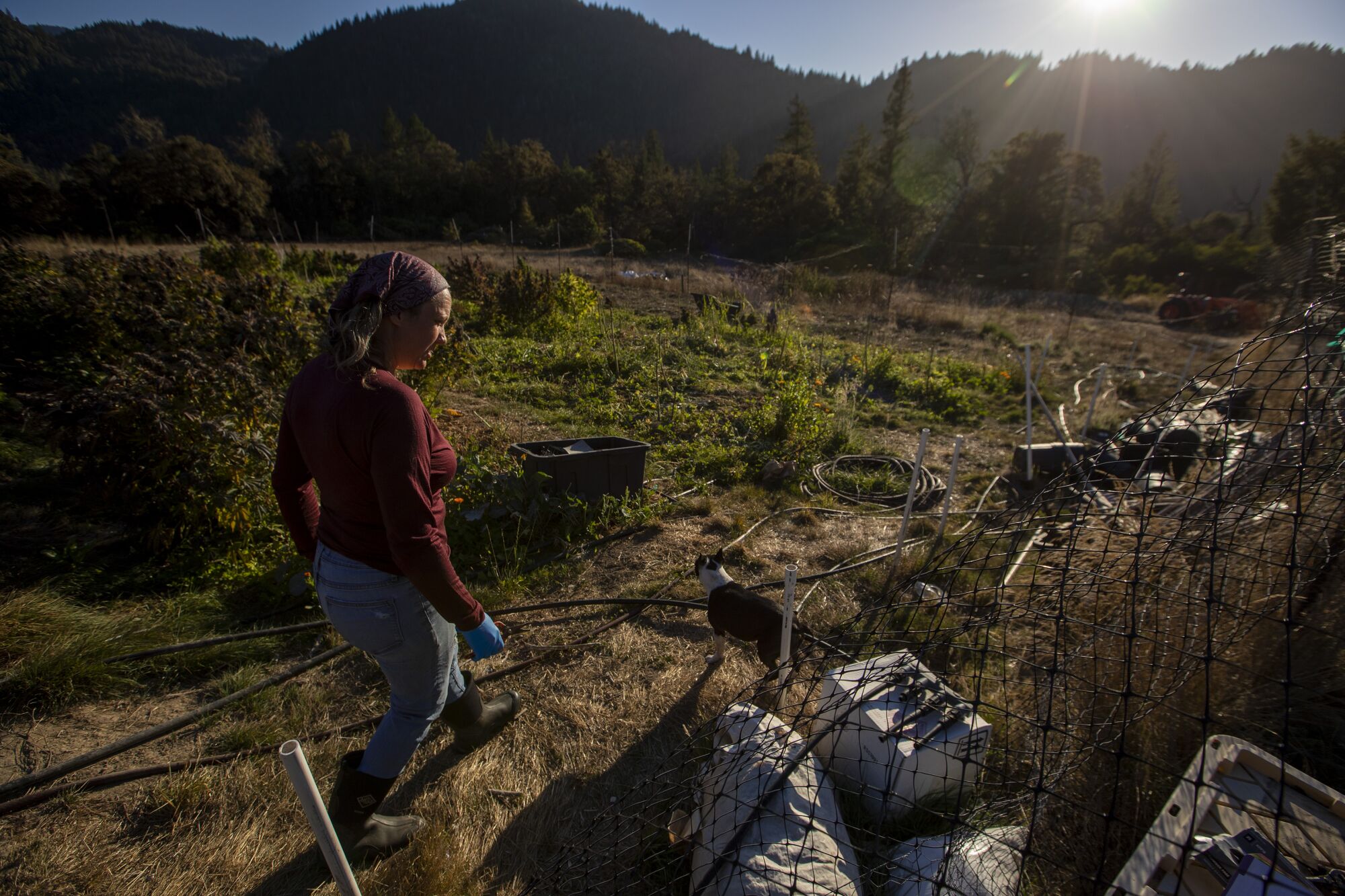 A cannabis farmer works on her farm.