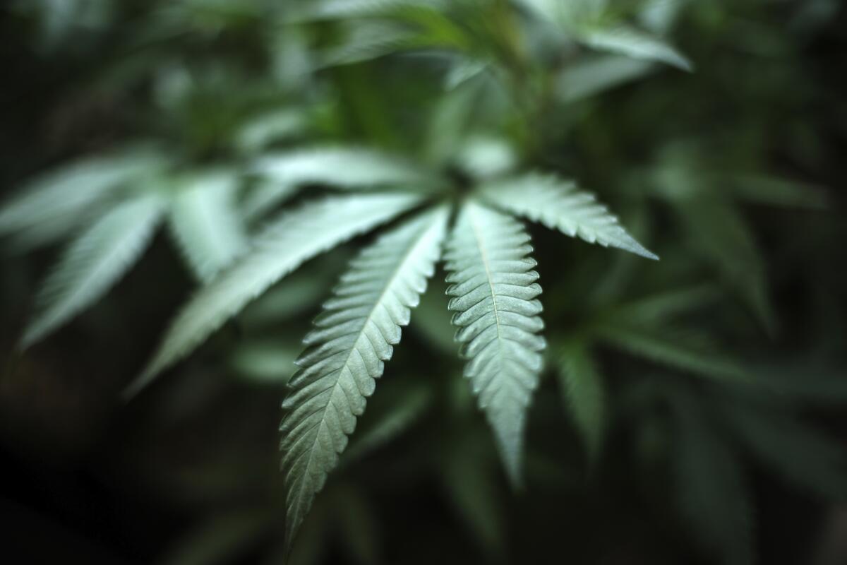 ARCHIVO - Una planta de cannabis en un sitio de cultivo en interior en Gardena, California, 